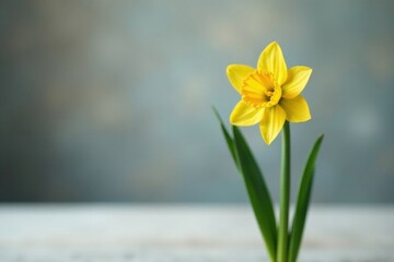 Fototapeta premium A single yellow daffodil blossom, elegantly presented against a soft, muted background, symbolizes the arrival of spring and the promise of renewal