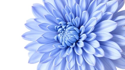 Delicate petals of blue chrysanthemum flower isolated against white background, nature, nature