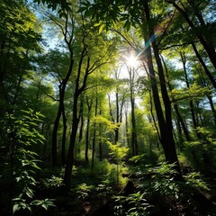 Obraz premium Dense foliage with sunlight filtering through, sunlight, forest floor