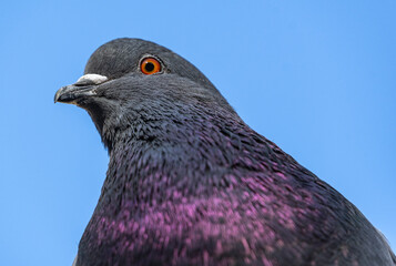 portrait of beautiful pigeon