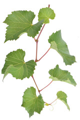 Green grape vine isolated