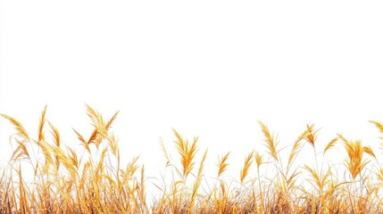 Golden yellow grass blades create a vibrant border against a white background in a serene natural setting during daytime