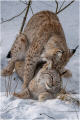 Luchs Paarung