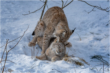 Luchs Paarung
