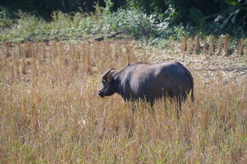 A water buffalo grazes on straw and rice stubble in a harvested paddy field, evoking the simple agricultural life of the countryside