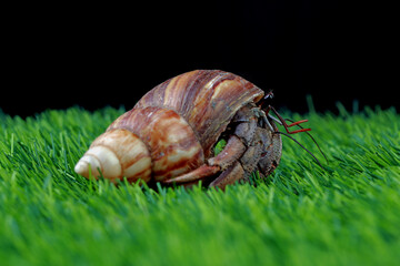 snail on a green grass