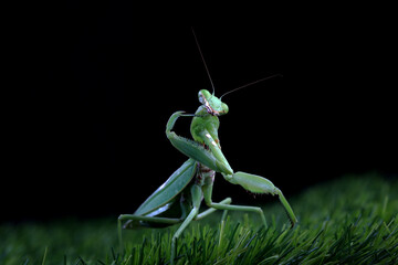 Praying mantis on the graas