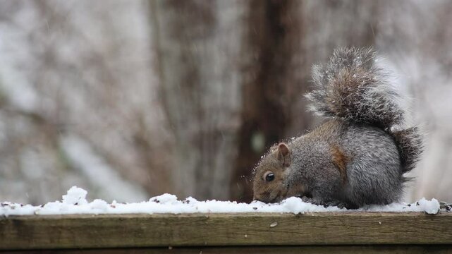 Closeup of an Eastern gray squirrel standing on a wooden fence and eating under the snow