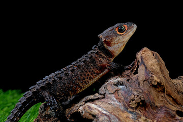 Crocodile skink on the branch of wood