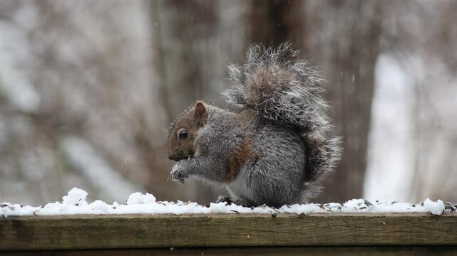 Closeup of a Eastern gray squirrel standing on a wooden fence and eating under the snow