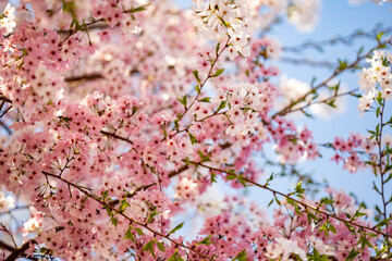 Spring flowering tree branch with white flowers on blue sky background.