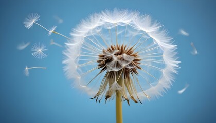 Obraz premium dandelion on a blue background