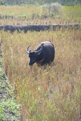A water buffalo grazes on straw and rice stubble in a harvested paddy field, evoking the simple agricultural life of the countryside