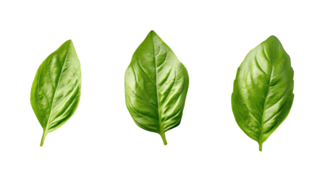 Three fresh basil leaves isolated on transparent background