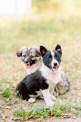Companionship between puppies fosters social skills, companionship provides emotional security, companionship helps young dogs grow into confident and happy pets Adoption gives puppy a new beginning