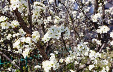Blooming plum tree in the spring city. Close up of white flowers on a tree. Blurred image, selective focus