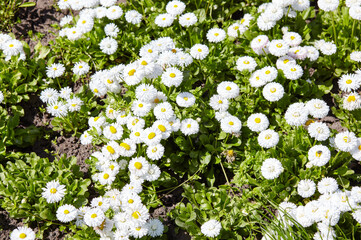 Bellis perennis flowers in open ground. Lush blooming  common garden bellis in city park. Family name Asteraceae, Scientific name Bellis © supersomik