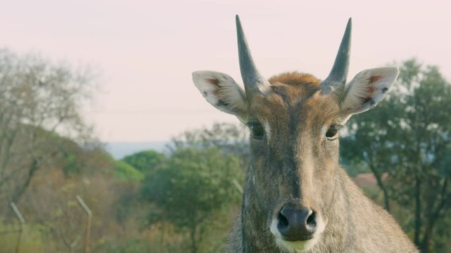 Nilgai standing in a field looking at the camera in its natural habitat