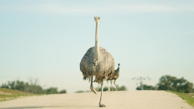 Female ostrich walking on a road in safari park
