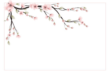 watercolor cherry blossom background on white