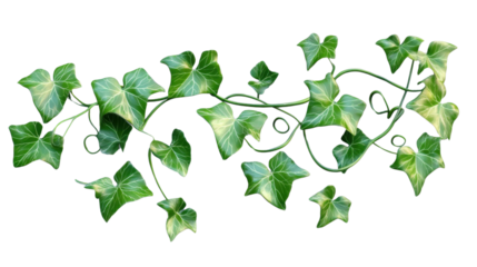 English ivy vine hanging with transparent background for easy integration