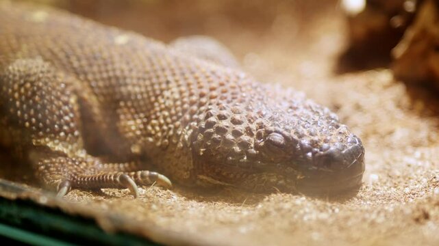 Scorpion lizard resting on sand in terrarium