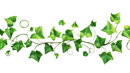 Seamless border of realistic ivy leaves on transparent background