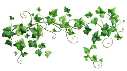 Green ivy hanging vine with transparent background