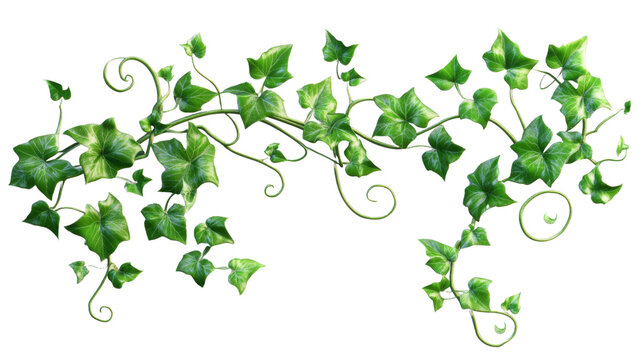 Green ivy hanging vine with transparent background