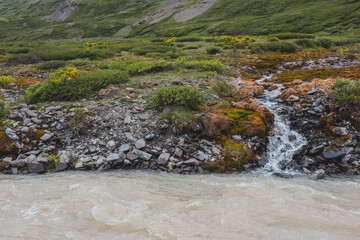 Small pure brook flows into mountain river among grasses and mosses. Lush alpine flora in natural conditions. Rich plants of high mountains. Clear water stream among shrubs and flowers on river bank.