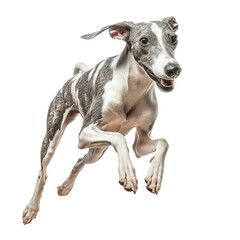 A sleek, playful dog leaps joyfully, showcasing its athleticism and energetic spirit.