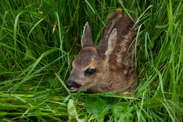 Rehkitz alleine auf der Wiese im Gras versteckt.