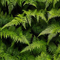 fern leaves background