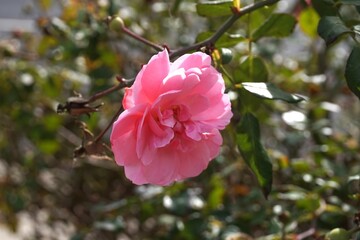 pink rose in bloom