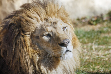 立派なたてがみの雄ライオン
