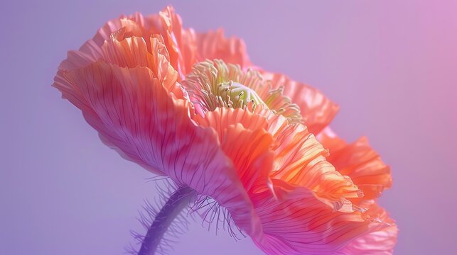 A beautiful close-up of a red poppy flower in full bloom against a soft, out-of-focus background.