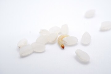 白背景に備蓄していた米の中に湧いたノシメマダラメイガの小さな幼虫