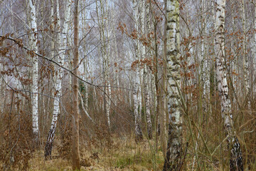 Beautiful background of birch trunks in spring. Rhythmic trees in the forest.