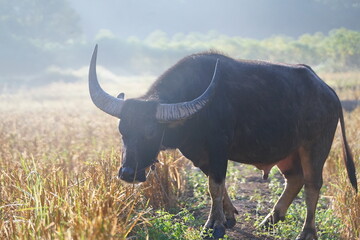 A water buffalo grazes on straw and rice stubble in a harvested paddy field, evoking the simple...