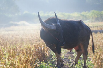 A water buffalo grazes on straw and rice stubble in a harvested paddy field, evoking the simple agricultural life of the countryside