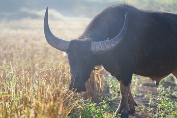 Obraz premium A water buffalo grazes on straw and rice stubble in a harvested paddy field, evoking the simple agricultural life of the countryside