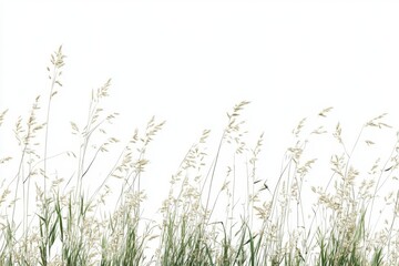 Wildgrass border, blowing in wind, isolated, nature design element