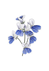 Watercolor flower isolated clipart. Nature summer illustration. Blue-eyed Mary watercolor illustration. Perfect for greetings, invitations, manufacture wrapping paper and textile.