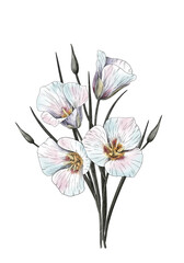 Watercolor flower isolated clipart. Nature summer illustration. Mariposa lily watercolor illustration. Perfect for greetings, invitations, manufacture wrapping paper and textile.
