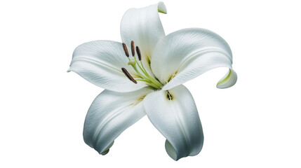 Fototapeta premium White madonna lily blooming on transparent background
