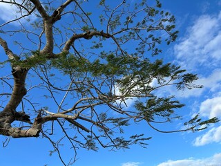 tree in the sky
