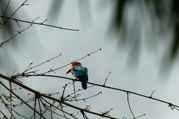 White throated kingfisher on the branch