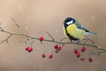 Colorful great tit ( Parus major ) perched on a hawthorn tree, photographed in horizontal, winter...