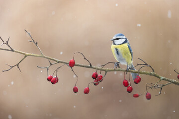 Bird - Blue Tit Cyanistes caeruleus perched on hawthorn tree winter time small bird on blurred background