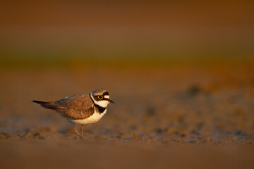 Shorebird Charadrius dubius, Little Ringed Plover on blurred background summer time Poland Europe